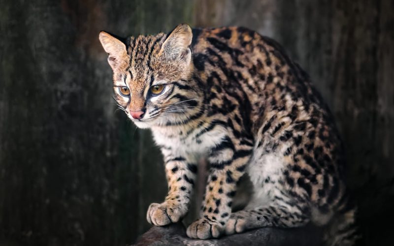 Felinos como indicadores de ecosistemas saludables en Panamá