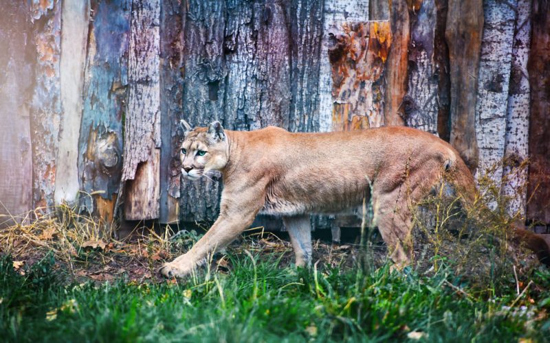 Adaptación climática de felinos en Panamá según Max van Rijswijk