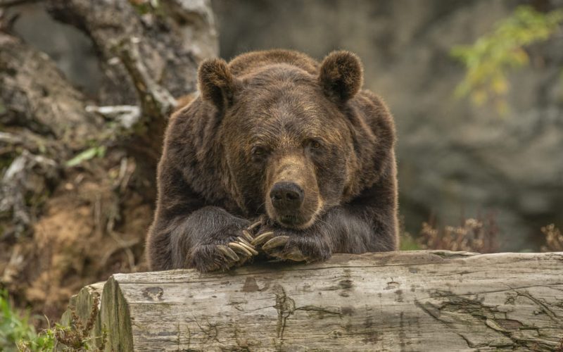 United for Wildlife: Ficohsa refuerza su compromiso ambiental
